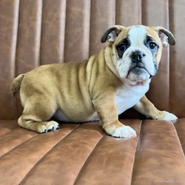 E.A 様のお迎えした子犬