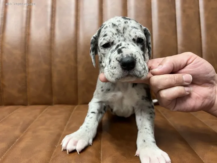姫巳 様のお迎えした子犬