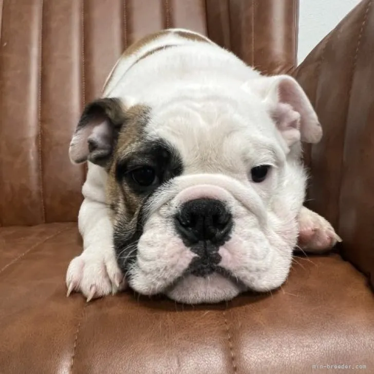 Y.D 様のお迎えした子犬