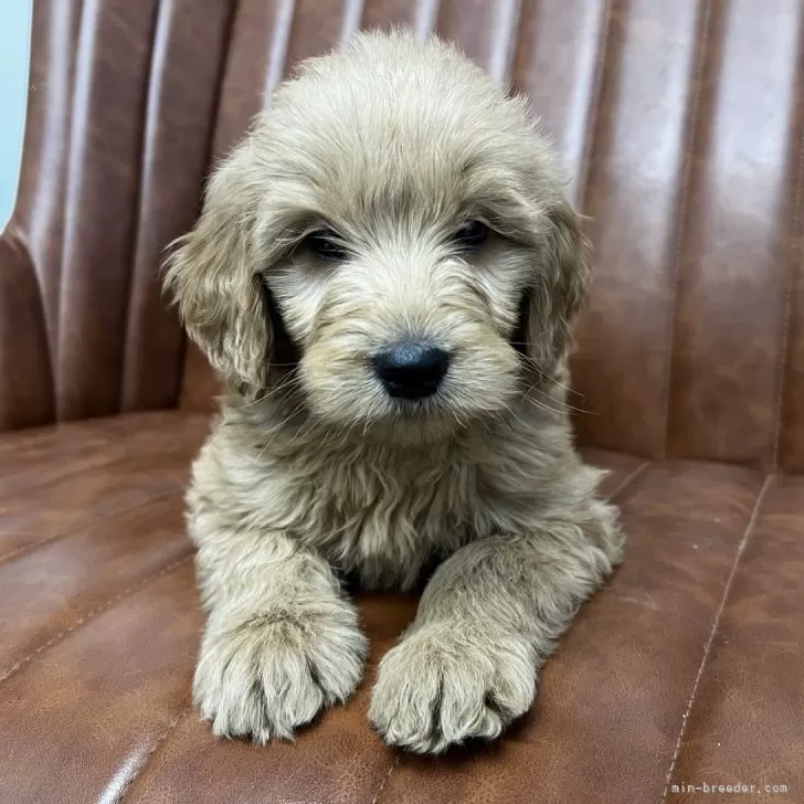 ID：2401-04247の子犬