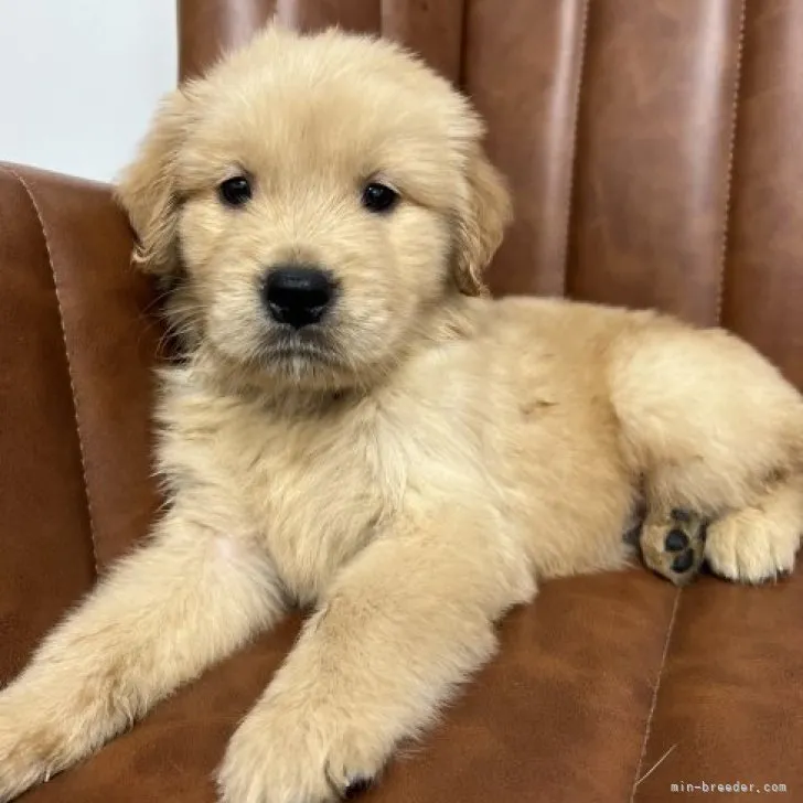 たかよ 様のお迎えした子犬