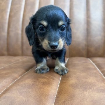 ミニチュアダックスフンド(ロング)【愛知県・女の子・2023年3月14日・ブラックタン】の写真「元気な女の子」
