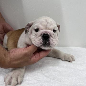 ブルドッグ【愛知県・男の子・2022年6月20日・ホワイト&レッド】の写真「とっても元気な男の子です」