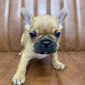 フレンチブルドッグ【愛知県・男の子・2023年9月25日・レッドフォーン】の写真「元気な男の子です」