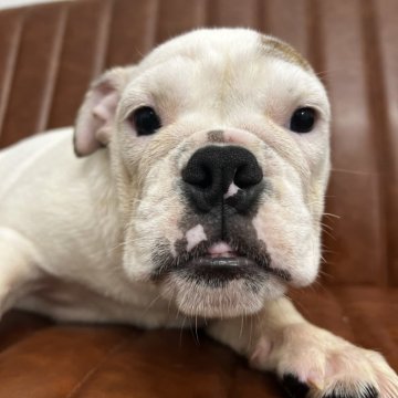 ブルドッグ【愛知県・女の子・2024年5月2日・ホワイト&レッド】の写真「元気な女の子です」