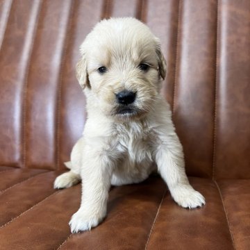 ゴールデンレトリバー【愛知県・女の子・2023年12月4日・ゴールド】の写真「元気な女の子」