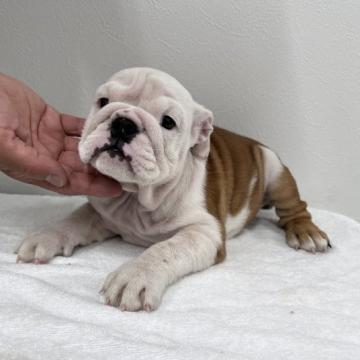 ブルドッグ【愛知県・女の子・2022年6月20日・ホワイト&レッド】の写真「とっても元気な女の子です」