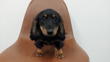 ミニチュアダックスフンド(ロング)【愛知県・男の子・2022年2月15日・ブラックタン】の写真「元気な男の子」