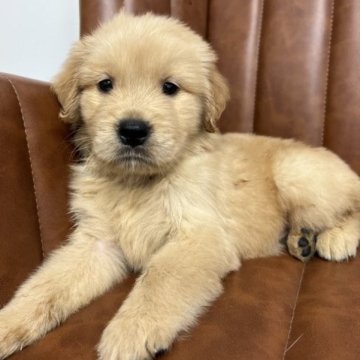 ゴールデンレトリバー【愛知県・男の子・2023年5月19日・ゴールド】の写真「元気な男の子」