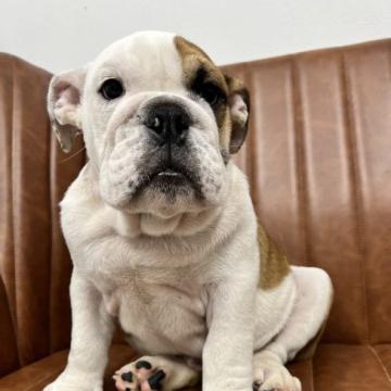 ブルドッグ【愛知県・男の子・2022年6月20日・ホワイト&レッド】の写真「とっても元気な男の子です」