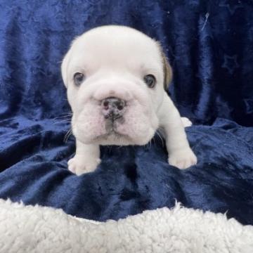 ブルドッグ【愛知県・男の子・2022年5月17日・レッド&ホワイト】の写真「オッドアイ」