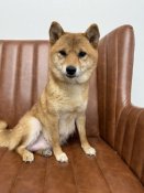 柴犬【・女の子・2023年6月28日・赤】