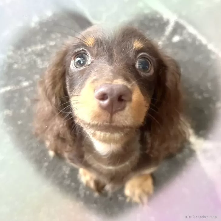 ID:2505-03349の子犬