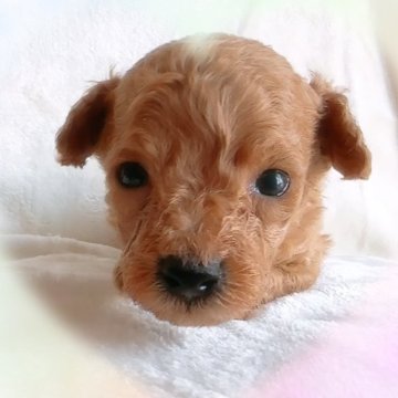 トイプードル(トイ)【愛知県・男の子・2025年7月30日・レッド】の写真「パパ似で小柄な男の子♡」