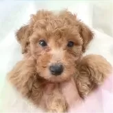 トイプードル(トイ)