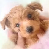トイプードル(トイ)