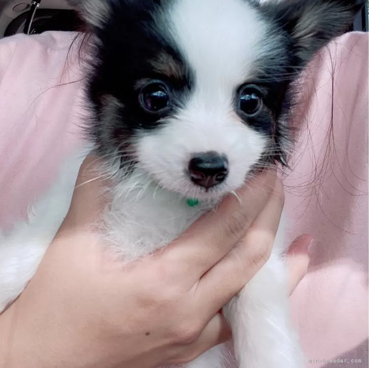 タケ 様のお迎えした子犬