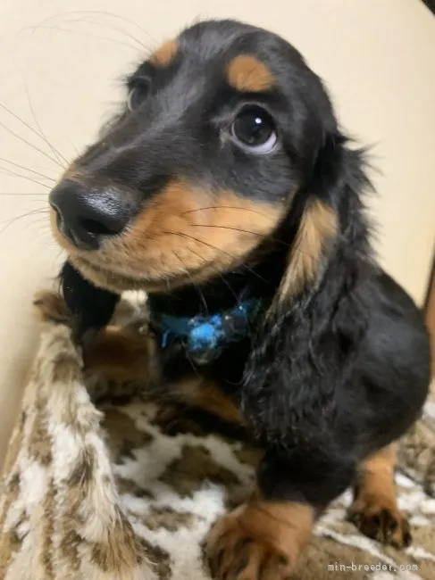 ID：2109-03875の子犬