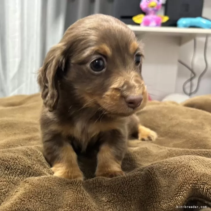 ID:2401-00440の子犬