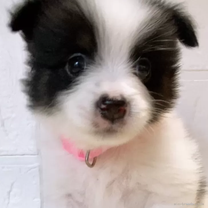 ID:2405-00977の子犬