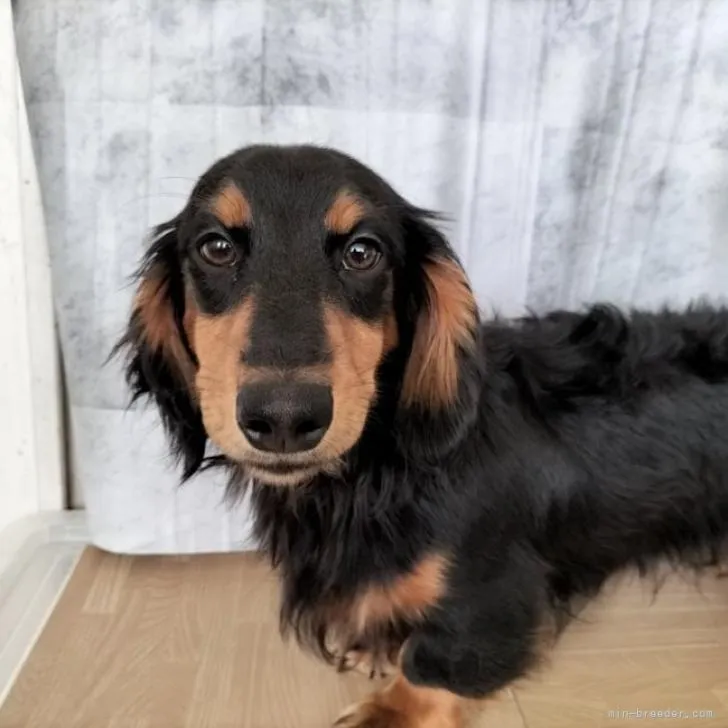 ID:2205-02624の子犬