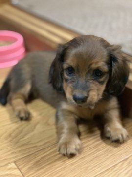 ミニチュアダックスフンド(ロング)【愛知県・女の子・2020年8月2日・シェーディドレッド】の写真「★9/26〜10/10限定で大幅値下げいたします★」