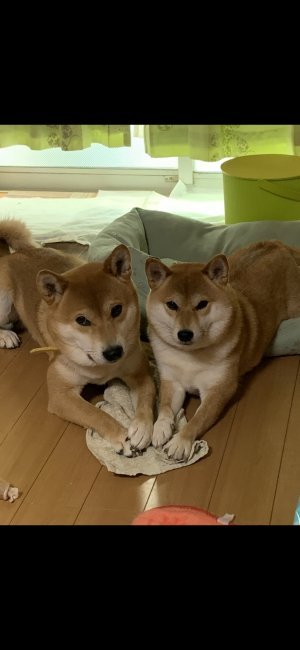 浅野　妙子(あさの　たえこ)ブリーダー(大阪府・柴犬・日本犬保存会登録)の紹介写真1