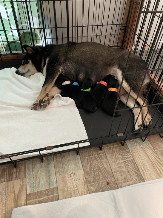 浅野妙子ブリーダーのブログ：イロちゃん　出産致しました。