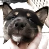 柴犬(標準サイズ)【大阪府・女の子・2025年10月4日・黒毛】の写真10