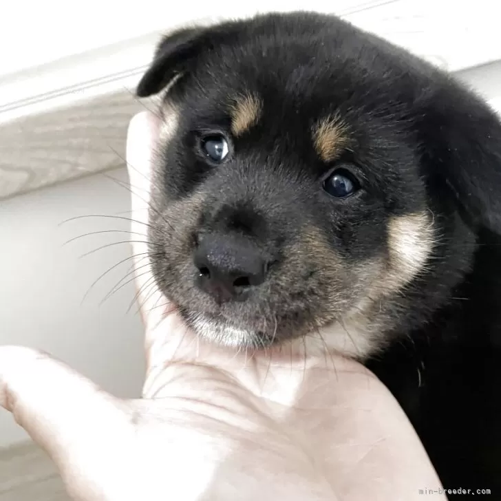 ID：2506-04559の子犬