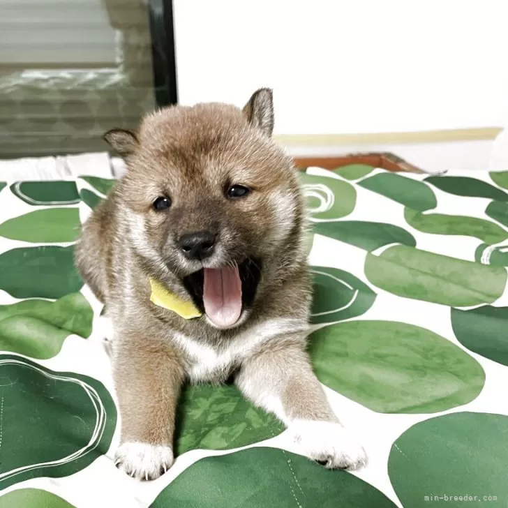 ID:2504-03825の子犬