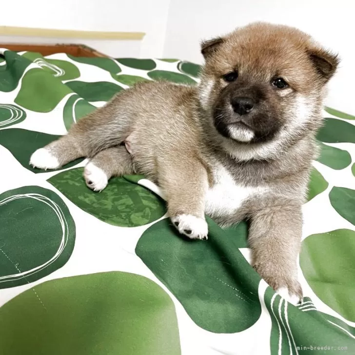 柴犬(標準サイズ)【大阪府・男の子・2025年3月22日・赤毛】の写真1「コロコロふわふわです。とても可愛いです💕両親遺伝子検査クリアしております。」