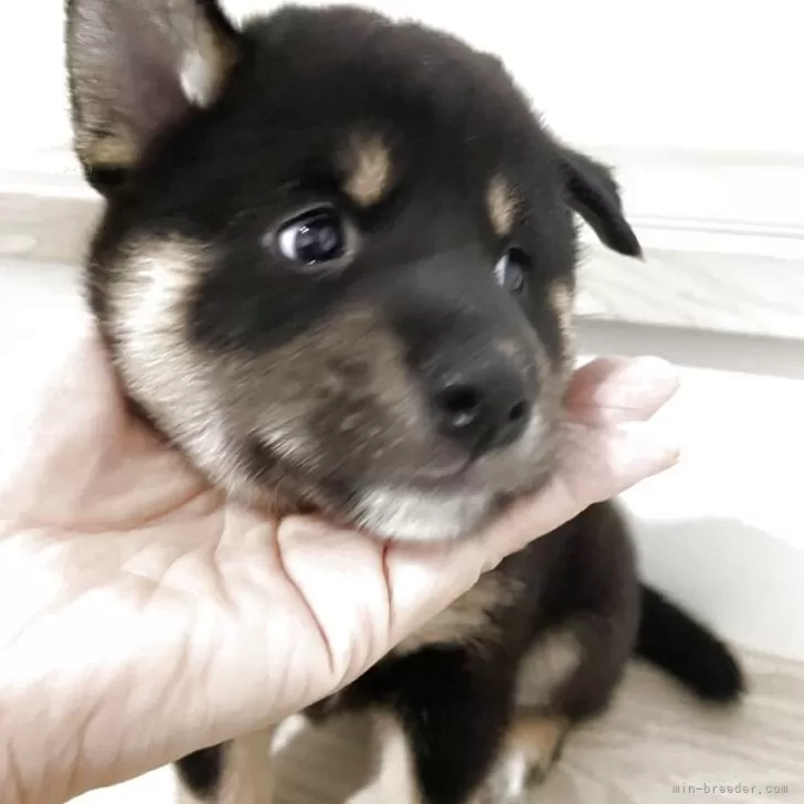 ID:2506-04558の子犬