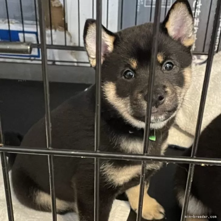 ID:2412-05570の子犬