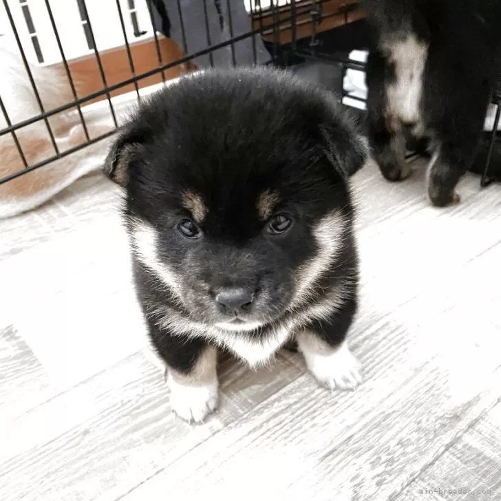 アトリ 様のお迎えした子犬