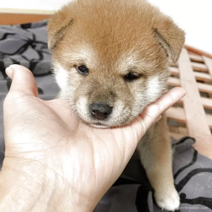 ID：2510-04877の子犬