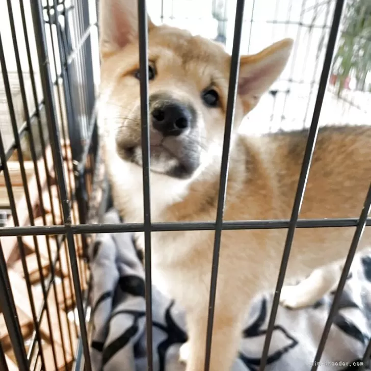 柴犬(標準サイズ)【大阪府・男の子・2025年3月22日・赤毛】の写真1「両親遺伝子検査クリアしております。軽い健康診断済みです^_^異常なし」