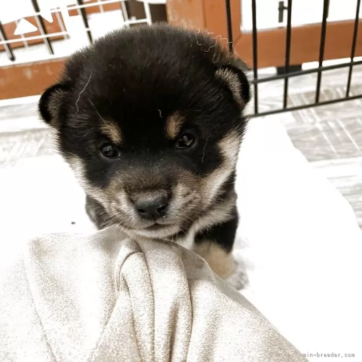 ID:2504-03784の子犬