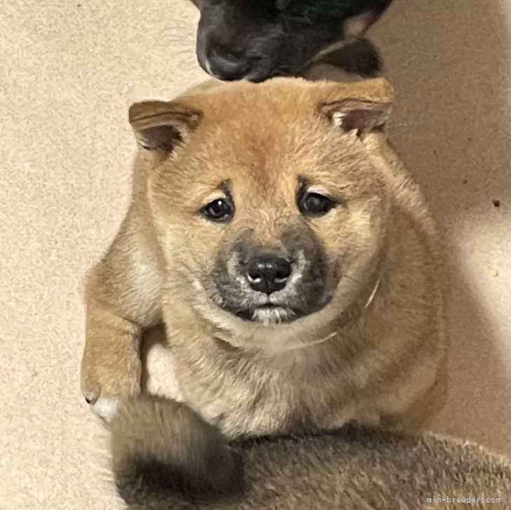 ももみじ 様のお迎えした子犬