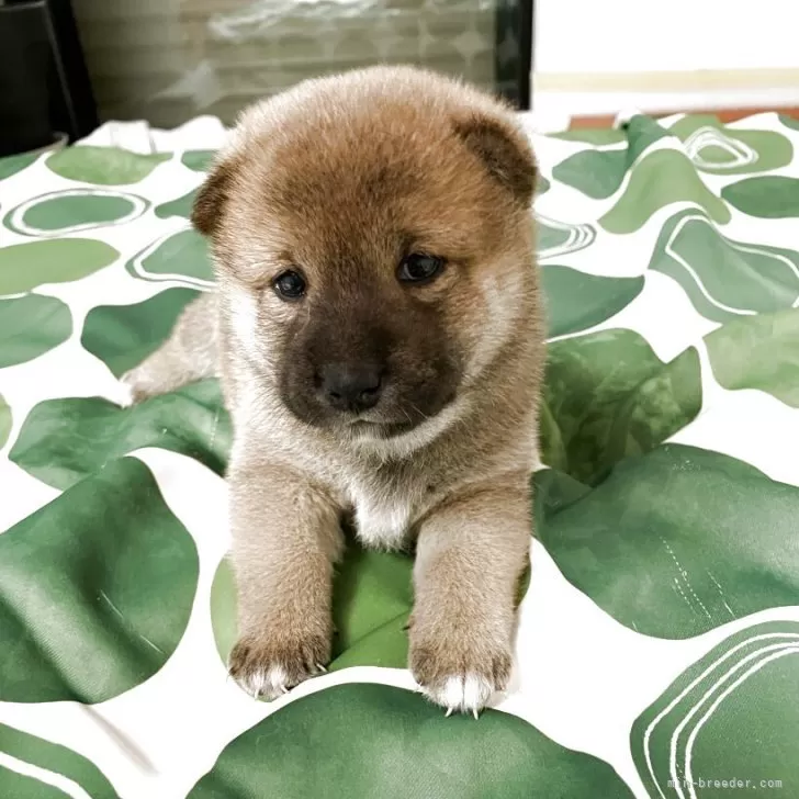 ID：2504-03827の子犬