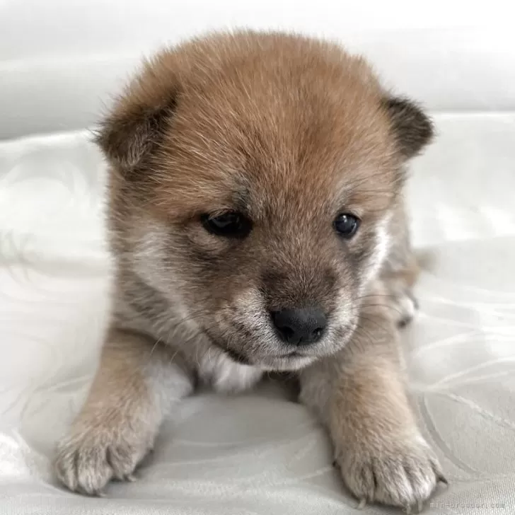 ID:2504-06254の子犬