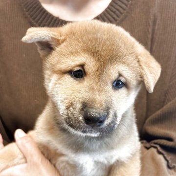 柴犬(標準サイズ)【大阪府・男の子・2025年3月22日・赤毛】の写真「お父さん小柄です。とても可愛い男の子です💕」