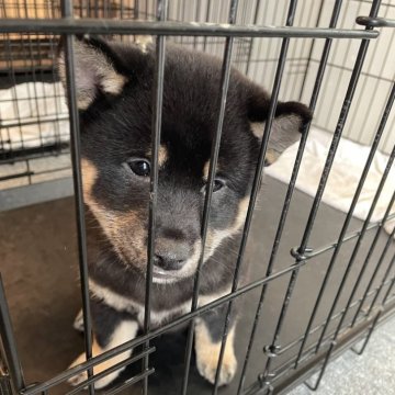 柴犬(標準サイズ)【大阪府・男の子・2024年12月12日・黒毛】の写真「お父さん小柄です。22万〜16万に大幅お値下げ♪」