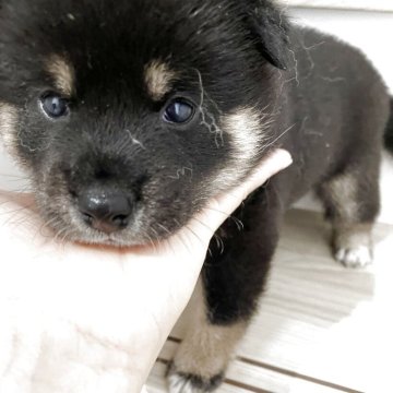 柴犬(標準サイズ)【大阪府・女の子・2025年5月27日・黒毛】の写真「ふわふわコロコロです💕おっとりした女の子です。」