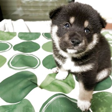 柴犬(標準サイズ)【大阪府・女の子・2025年3月22日・黒毛】の写真「お父さん小柄です。小柄な可愛い女の子💕」