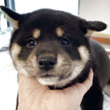 柴犬(標準サイズ)【大阪府・女の子・2025年10月4日・黒毛】の写真「お父さん小柄です。毛並みも良くコロコロしております」