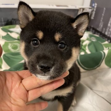 柴犬(標準サイズ)【大阪府・男の子・2024年12月12日・黒毛】の写真「お父さん小柄です。22万〜16万に大幅お値下げ♪」