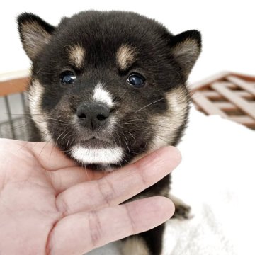 柴犬(標準サイズ)【大阪府・女の子・2025年10月4日・黒毛】の写真「お父さん小柄です💕」
