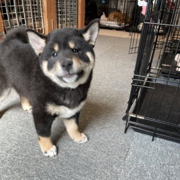 柴犬(標準サイズ)【大阪府・女の子・2024年12月12日・黒】の写真「お父さん小柄です。軽い健康診断済ウンチも問題なし♪」