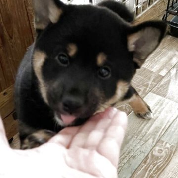 柴犬(標準サイズ)【大阪府・女の子・2025年10月4日・黒毛】の写真「お父さん小柄です。コロコロして毛並みも良いです。」